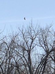 Buteo jamaicensis