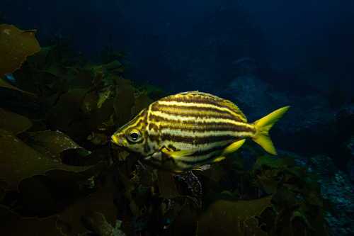 Atypichthys latus