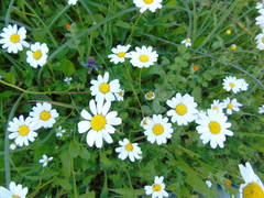 Anthemis chia
