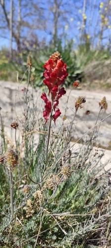Roadside Toadflax (Linaria aeruginea)