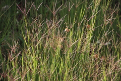 Chloris pycnothrix