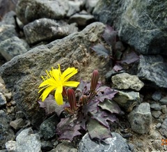Askellia karelinii