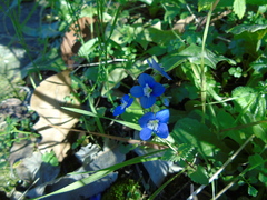 Veronica glauca