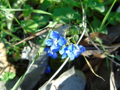Veronica glauca