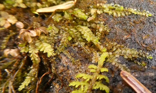 lesser featherwort (Plagiochila porelloides)