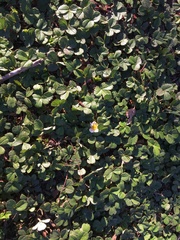 Fragaria