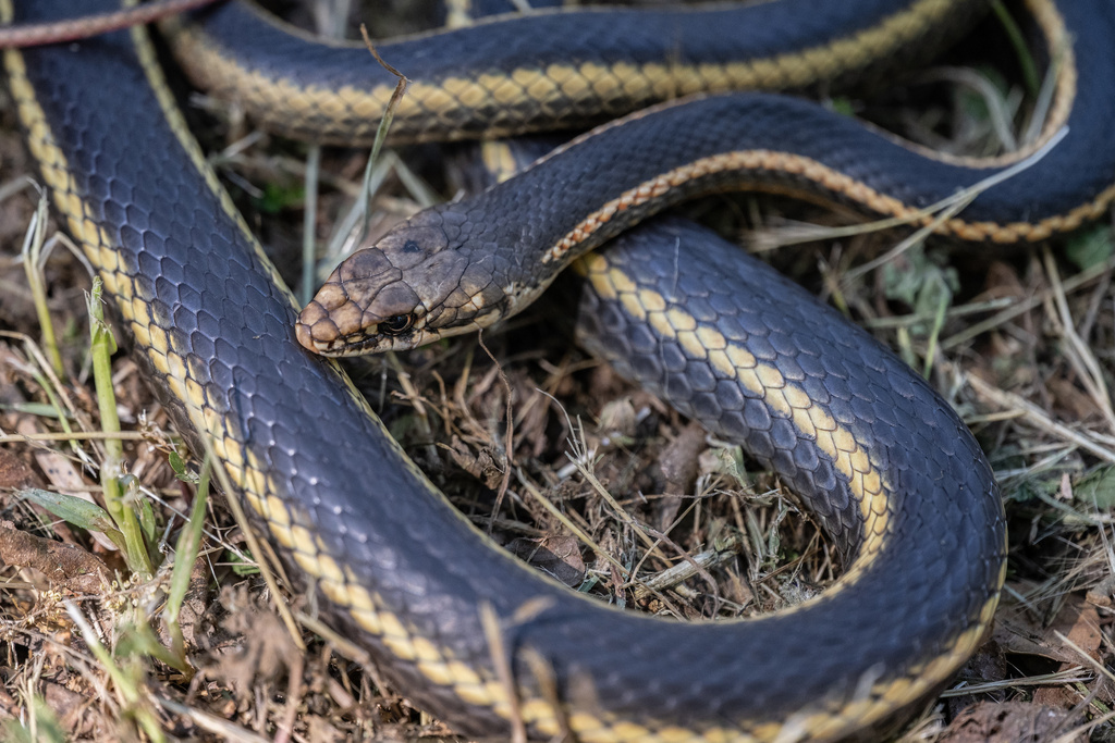 Striped Racing California Striped Racer from 文特斯, CA, US on April 4, 2026 at 12:12 PM ...