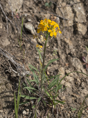 Erysimum capitatum capitatum