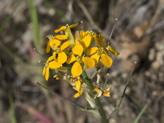 Erysimum capitatum capitatum