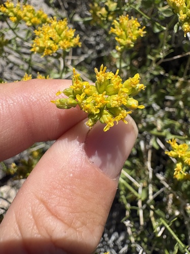 Amphipappus fremontii, 2026-04-04