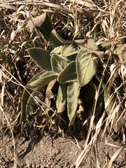 Verbascum thapsus