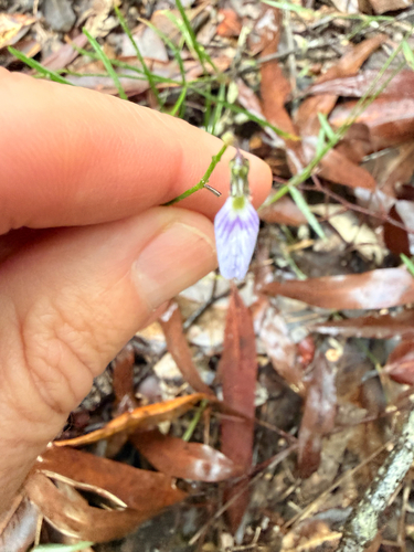 Lady's Slipper (Pigea monopetala)