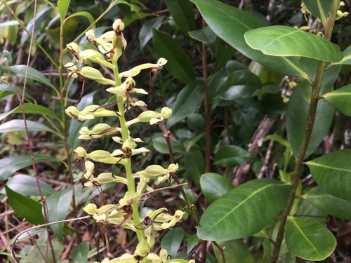 toothpetal false reinorchid (Habenaria floribunda)