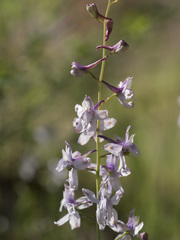 Delphinium gracilentum
