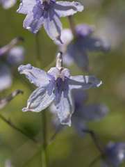 Delphinium gracilentum