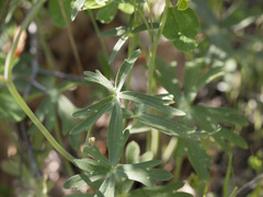 Delphinium gracilentum
