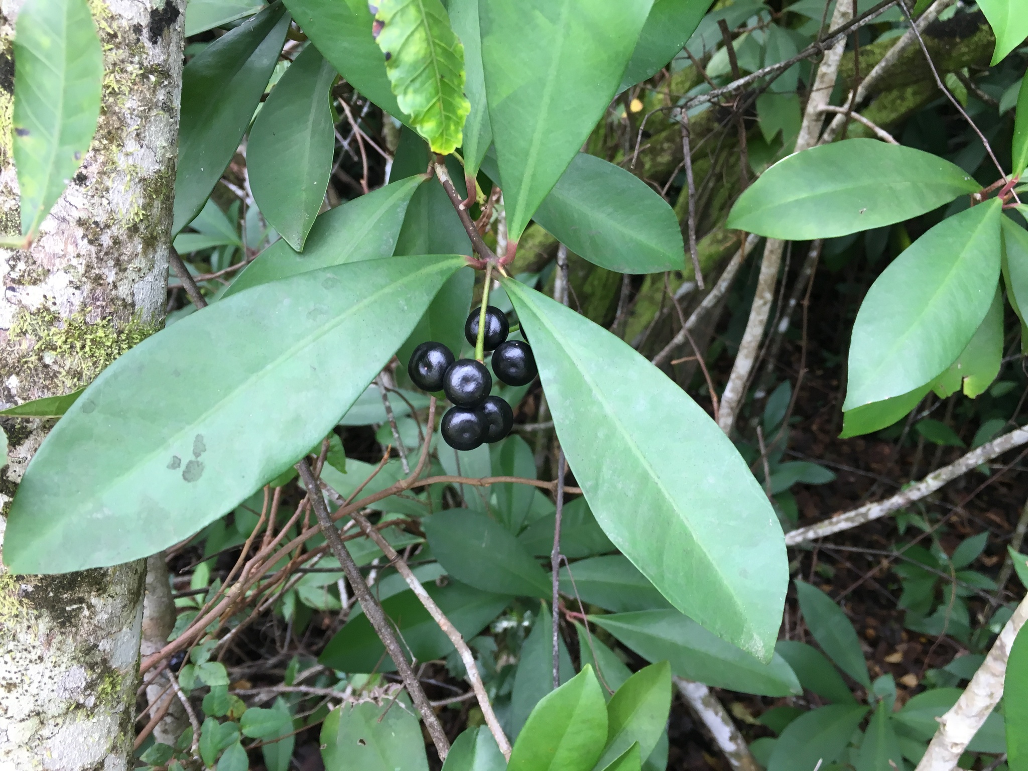 Shoebutton (Ardisia elliptica)