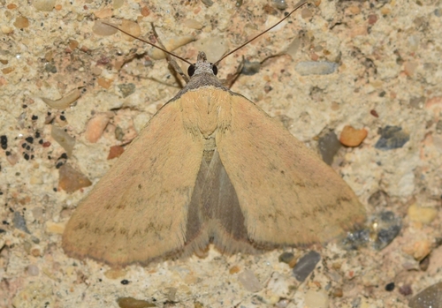 Raparna conicephala