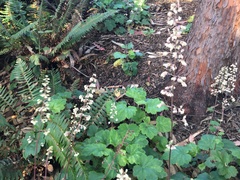 Heuchera maxima
