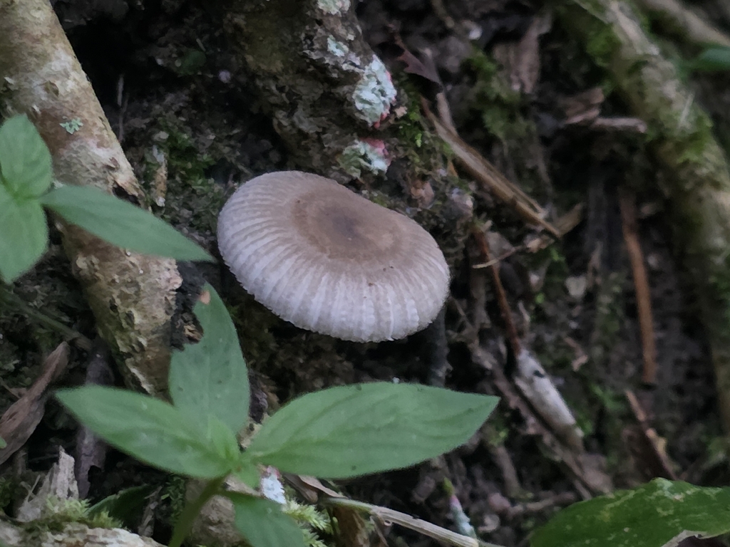 Russula puiggarii · April 2026 · photo: © vn_cerutti (iNaturalist, cc0)