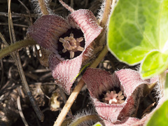 Asarum hartwegii