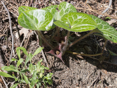 Asarum hartwegii