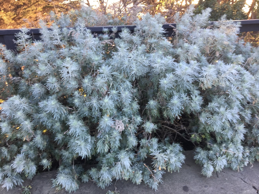 Tree wormwood