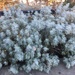 Artemisia arborescens - Photo (c) bombusvos, algunos derechos reservados (CC BY-NC)