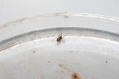 Enoplognatha diversa