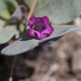 Cycladenia humilis humilis - Photo (c) Todd Ramsden, algunos derechos reservados (CC BY-NC), subido por Todd Ramsden