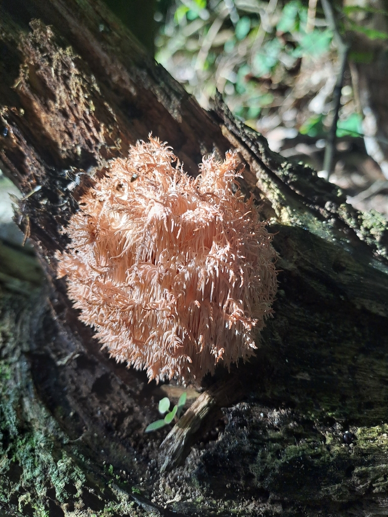 Hericium novae-zealandiae · April 2026 · photo: © earmothgirl (iNaturalist, cc-by)