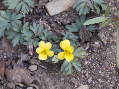 Viola sheltonii