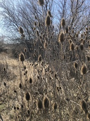 Dipsacus fullonum