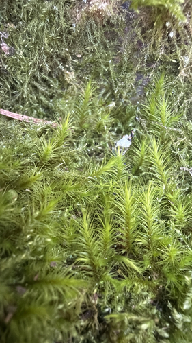 Menzies' anacolia moss (Anacolia menziesii)