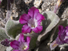Cycladenia humilis humilis