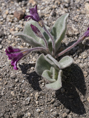 Cycladenia humilis humilis