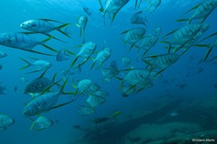 Trachinotus rhodopus