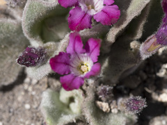 Cycladenia humilis humilis
