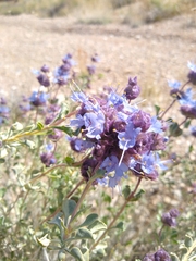 Salvia dorrii