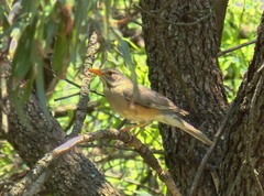 Turdus libonyana