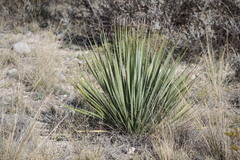 Dasylirion cedrosanum