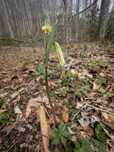 Little Andy Creek Trail