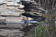 Goniopsis pelii