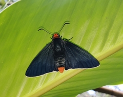 Pyrrhopyge zenodorus
