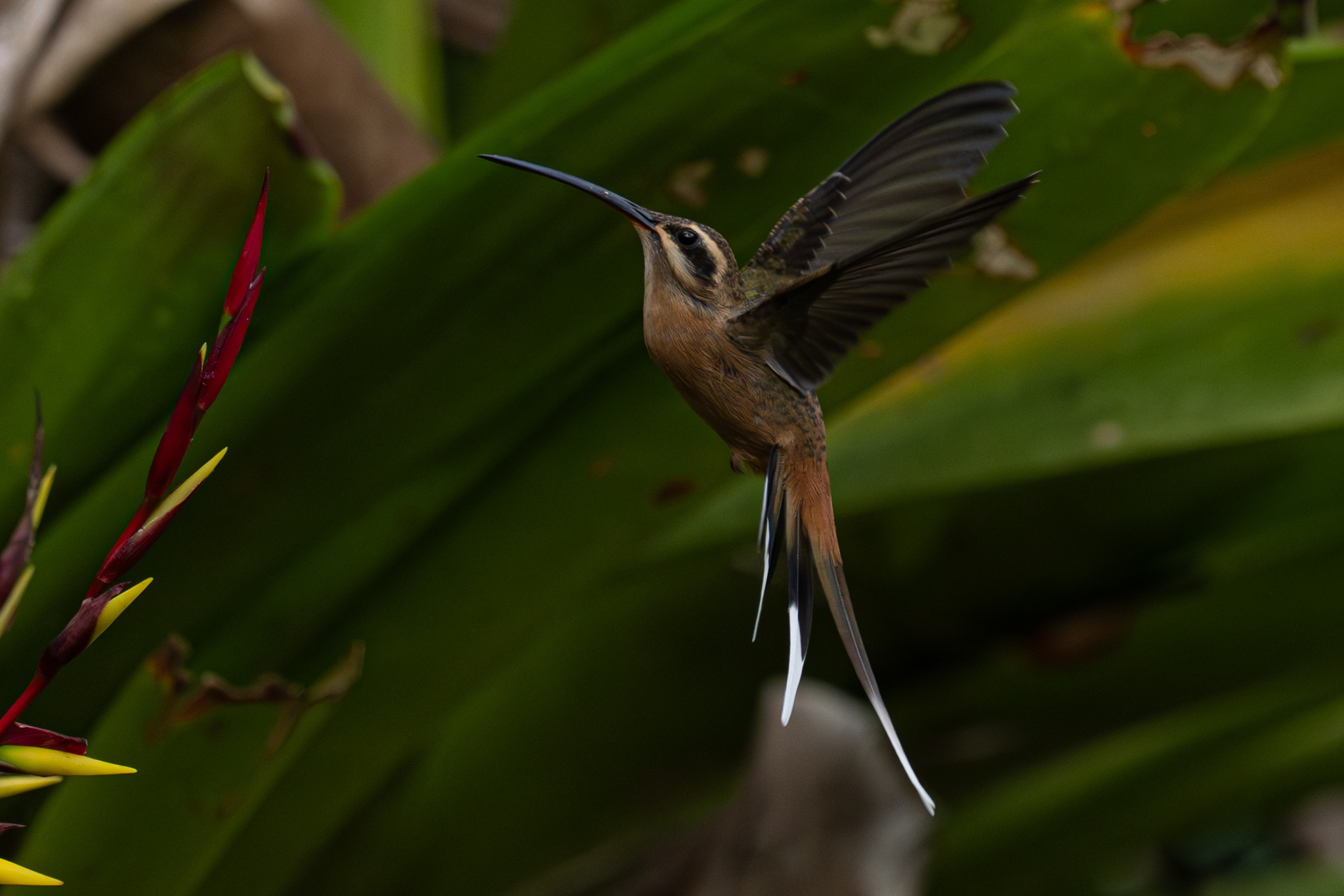 Planalto Hermit (Phaethornis pretrei), photo 4