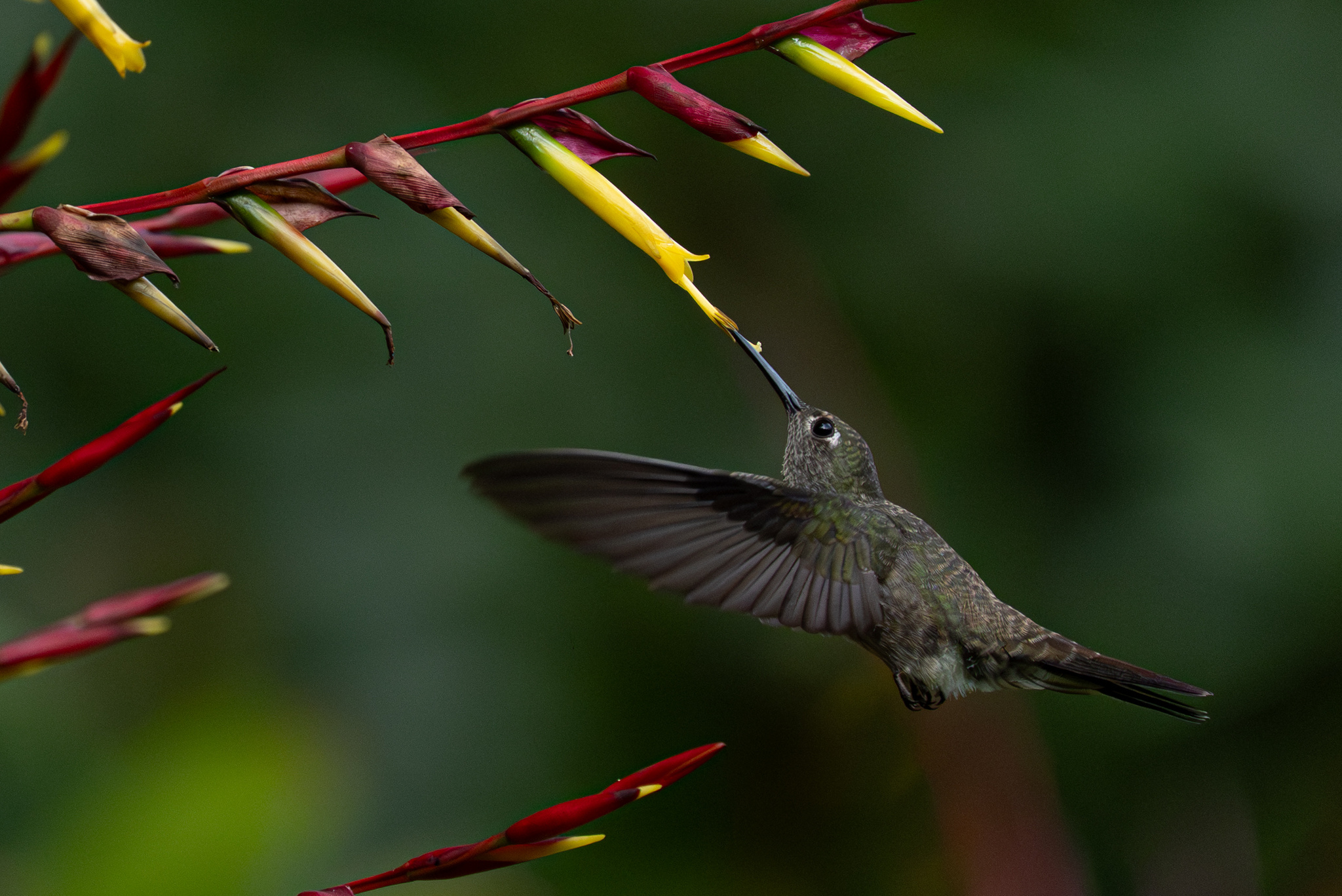 Sombre Hummingbird (Eupetomena cirrochloris), photo 3