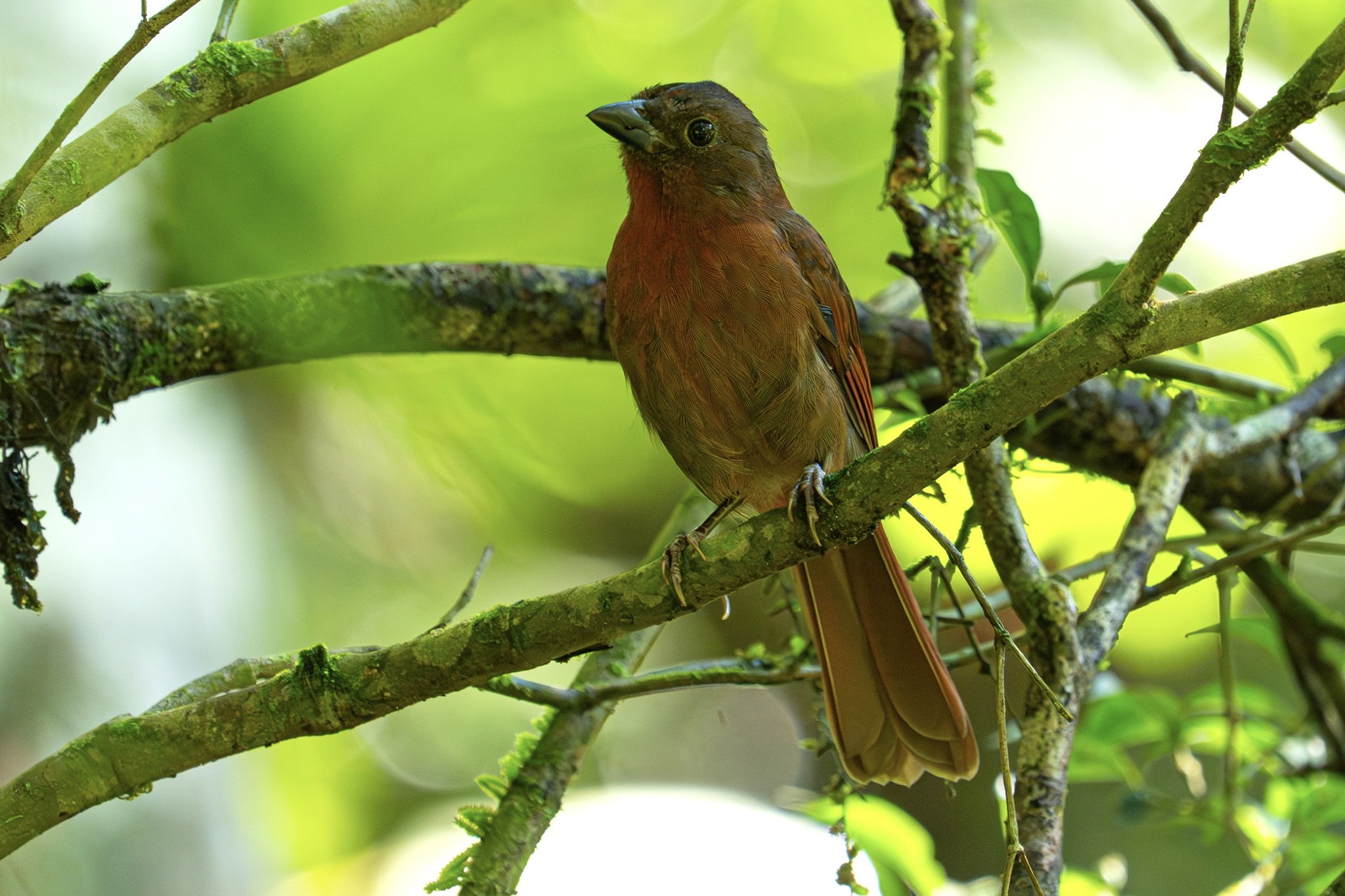 Red-crowned Ant Tanager (Habia rubica), photo 8