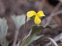 Viola purpurea quercetorum