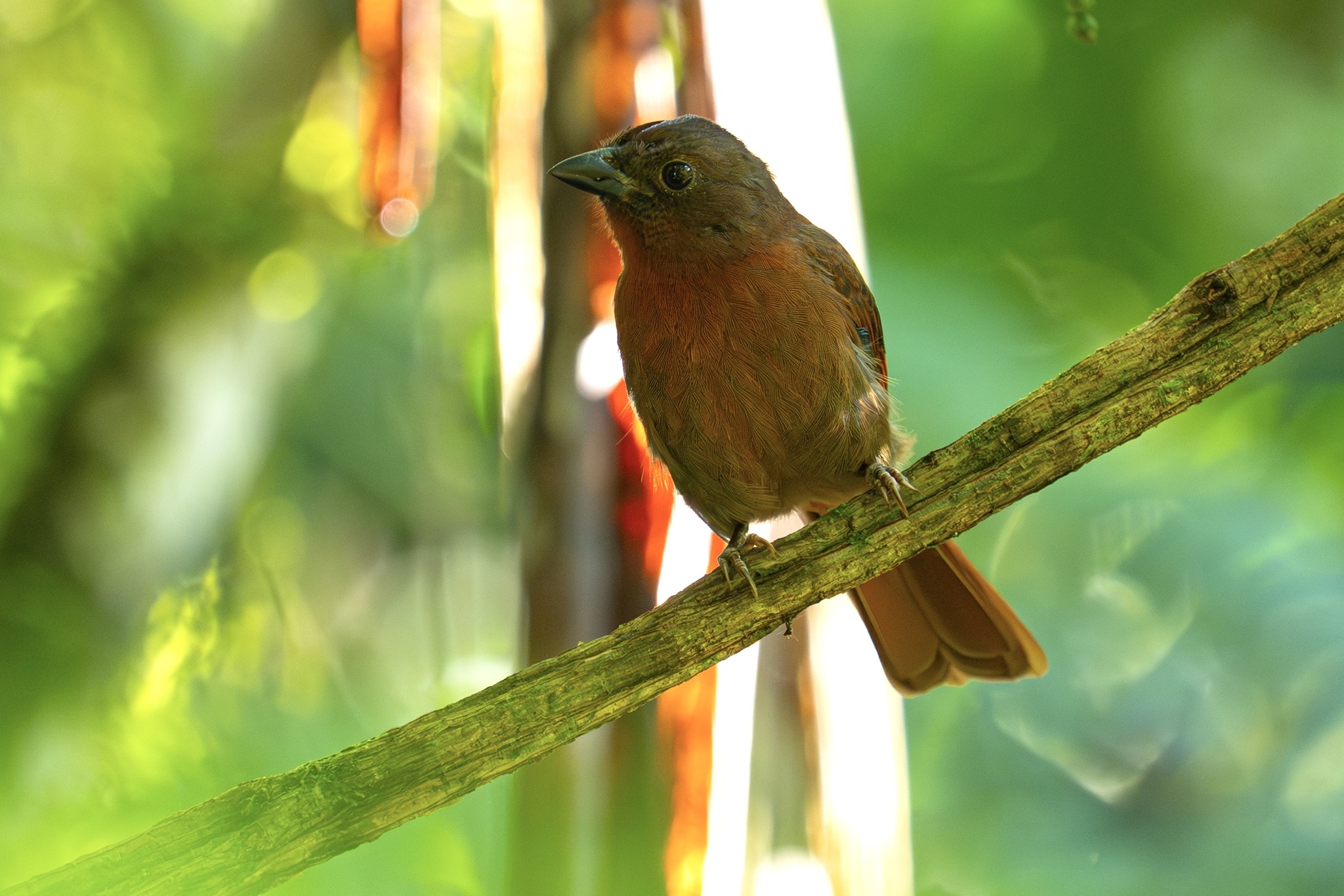 Red-crowned Ant Tanager (Habia rubica), photo 9