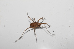 Graecophalangium atticum